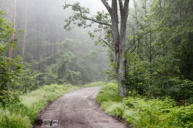 Yağmurdan sonra sisli orman yolu