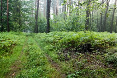 Güzel yeşil orman yolu yağmurdan sonra