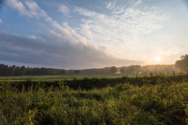 Gündoğumunda güzel orman manzarası