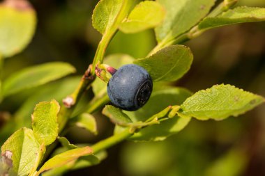 Çalının üstünde meyve, çilek.