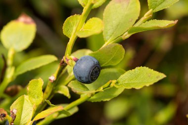 Çalının üstünde meyve, çilek.