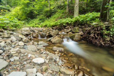 Ormandaki dağ deresi, Abowska yolu.