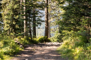 The red mountain trail to Radziejowa in the Sdecki Beskids