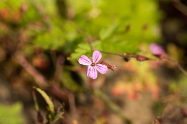 Ormanda pembe çiçekler, Geranium Robertianum