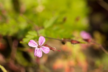 Ormanda pembe çiçekler, Geranium Robertianum
