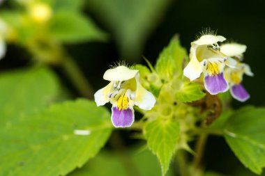 Ormanda sarı-mor çiçek, Galeopsis speciosa