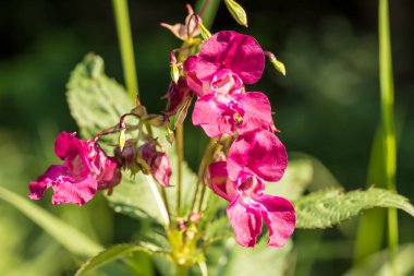 Ormanda pembe çiçekler, Impatiens glandulifera
