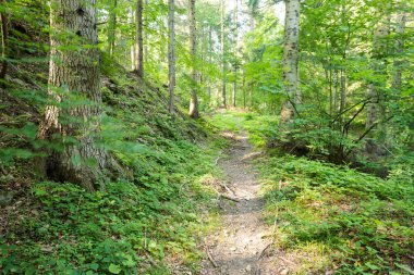 Dağ yeşili orman yolu