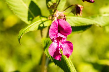 Ormanda pembe çiçekler, Impatiens glandulifera