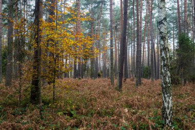 Sonbaharda ormandaki manzara