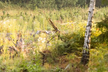 Ormanda geyik yumurtlaması, orman manzarası.
