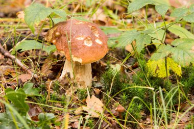 Boletus Edulis, güzel bir mantar.
