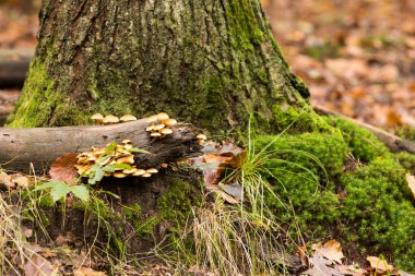 Sonbaharda orman mantarları, ölçekli mantarlar