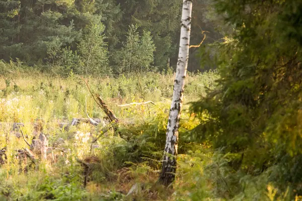 Ormanda geyik yumurtlaması, orman manzarası.