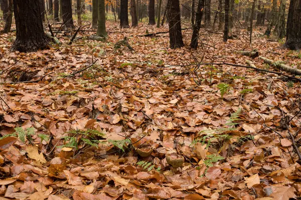 Sonbahar ormanı ve iki boletes