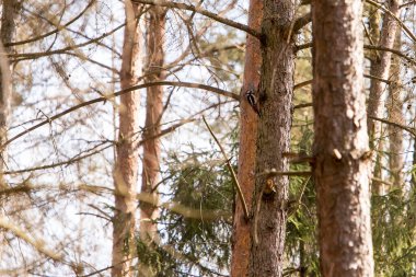 Ağaçkakan ağaçta