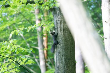 bir ağaç üzerinde siyah sincap