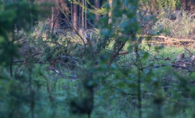 Genç geyik, ormandaki geyik