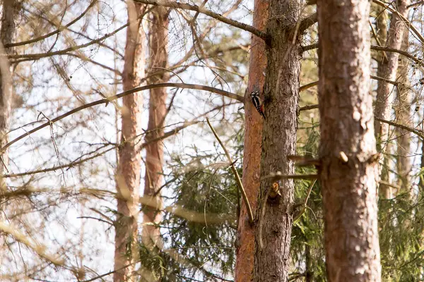 Ağaçkakan ağaçta