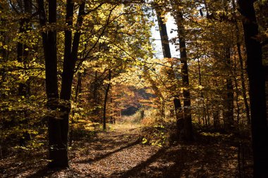 Ormanda altın sonbahar, sonbaharda güzel orman.