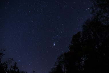 Ormandaki yıldızlı gece, ağaçlar ve yıldızlar