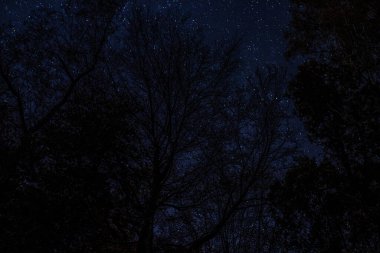 Ormandaki yıldızlı gece, ağaçlar ve yıldızlar