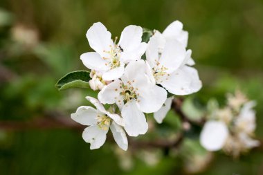 Bahçede çiçek açan bir elma ağacı, güzel çiçekler.,