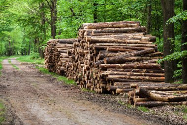 Bir odun yığını, kütük, ormanda kesilmiş bir ağaç.