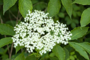 Ormanda beyaz mürver çiçekleri