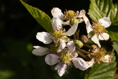 Ormanın güzel pembe çiçekleri Blackberry, Rubus fruticosus