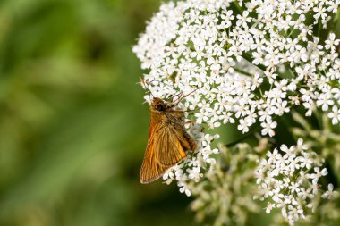 Elderberry çiçeklerindeki güzel kelebek, Ochlodes Venatus