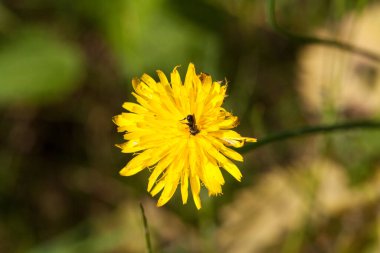 Ormanda sarı çiçek, sıradan karahindiba, Taraxacum