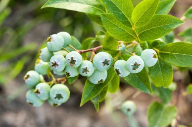Güzel olgunlaşmamış yeşil meyveler bahçede