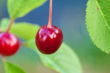 Ağaçta kırmızı kiraz meyveleri