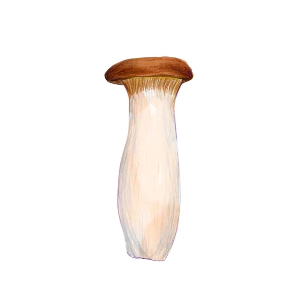 King Oyster Mushroom Izolowany Białym Tle Grzyby Azjatyckie — Zdjęcie stockowe