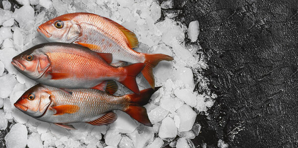 Fresh Fish Chopped Ice Space Text Stock Image