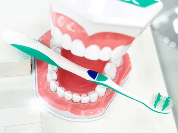牙齿和牙刷是一个模型 — 图库照片