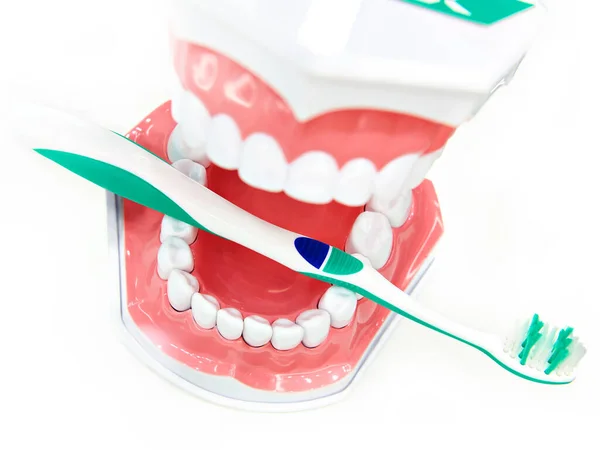 牙齿和牙刷作为孤立的白色背景的模型 — 图库照片