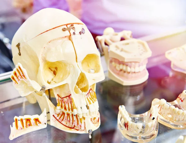 Czaszka Starość Modele Makiety Zębów Szczęk Kości Ludzkiej Głowy Celów — Zdjęcie stockowe
