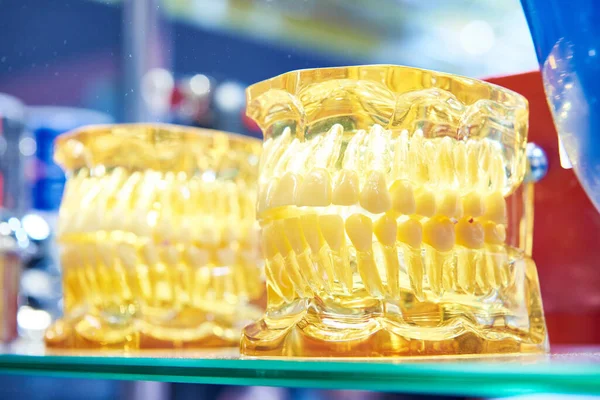 Molds, models teeth, jaws and bones of human head for dentistry
