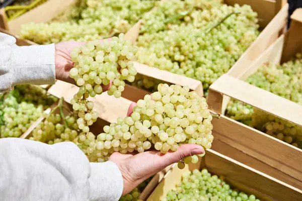 Green grapes in hands of buyer in store