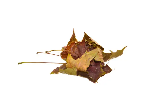 白い背景に孤立した乾燥葉 — ストック写真