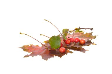 cennet elmaları beyaz arkaplanda izole edilmiş