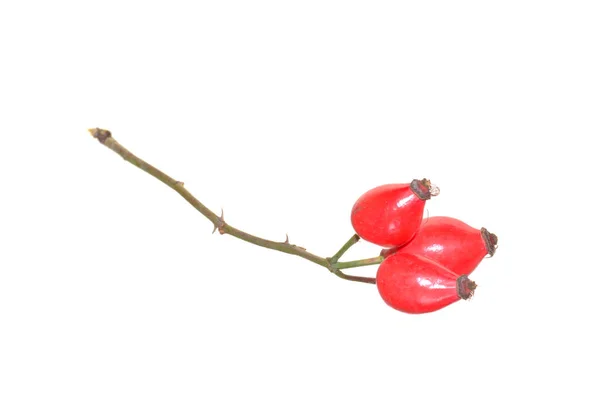Rosa Selvatica Isolata Sfondo Bianco — Foto Stock
