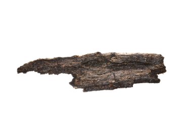 Beyaz arkaplanda ağaç kabuğu izole