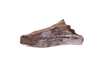 Beyaz arkaplanda ağaç kabuğu izole