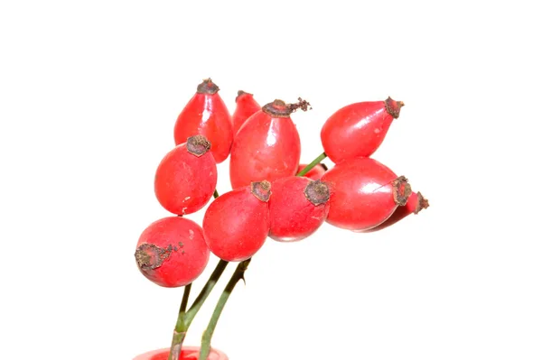 Rosa Selvatica Isolata Sfondo Bianco — Foto Stock