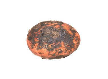 Beyaz arkaplanda yumurta izole