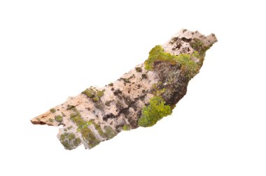 Beyaz arkaplanda ağaç kabuğu izole