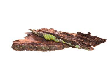 Beyaz arkaplanda ağaç kabuğu izole